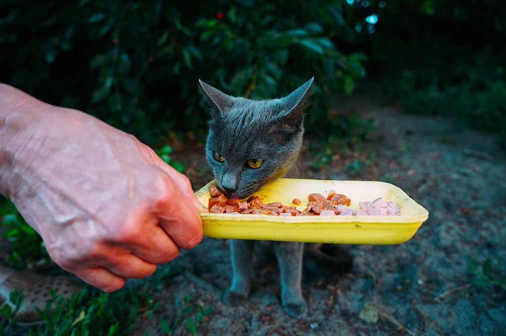 volunteer feeds a gray hungry stray cat on the street. Homeless cat eating from volunteer hand