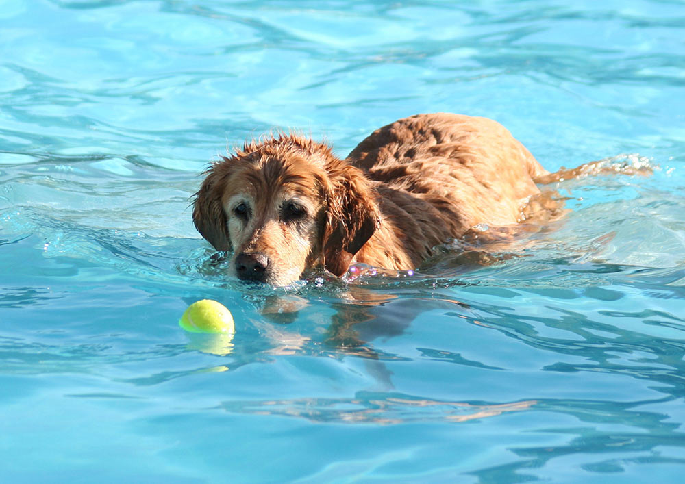 a cute old dog swimming at a local public pool_