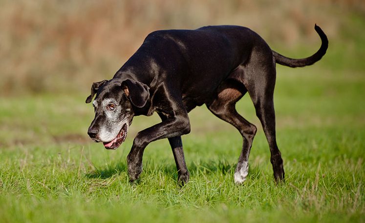 Old black dog walks with difficulty in a field
