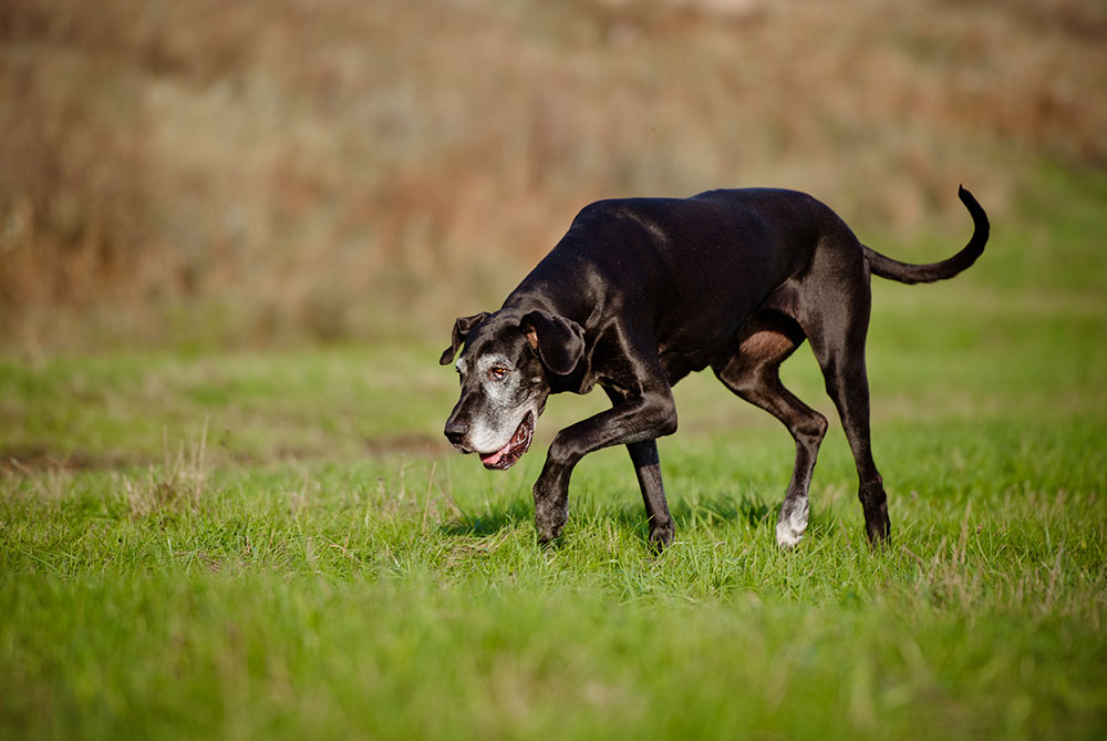 old great dane dog sniffing grass while going for a walk
