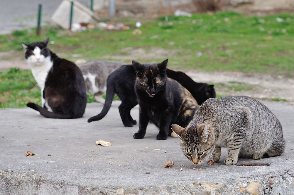 A group of street cats sniffing for food