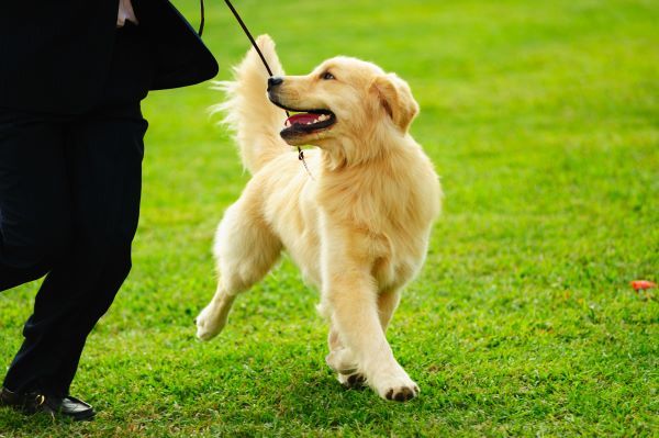 The Importance of Mental Stimulation: How Play Sessions Benefit Your Pet's  Brain