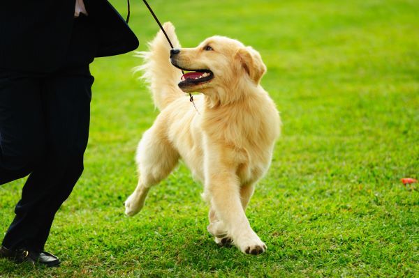 Dogs Boredom Buster Attention-grabbing Dog Toy Engaging with Squeaky  Crinkly 