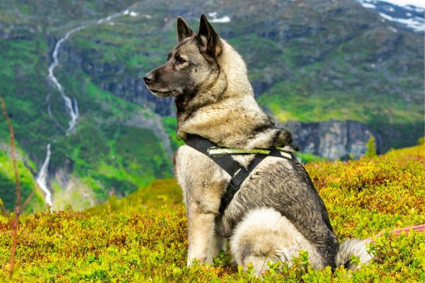 Closeup shot of an adult Norwegian Grey Elkhound service dog in a green field