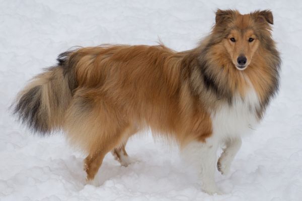 Cute scotch collie is standing on a white snow in the winter park