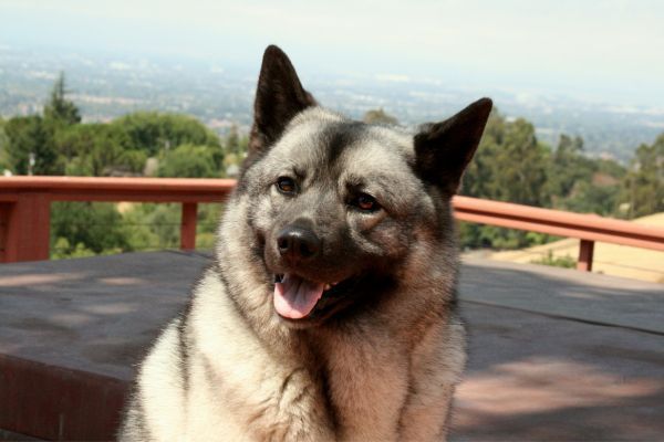 Norwegian Elkhound Dog Sitting on Deck and Panting