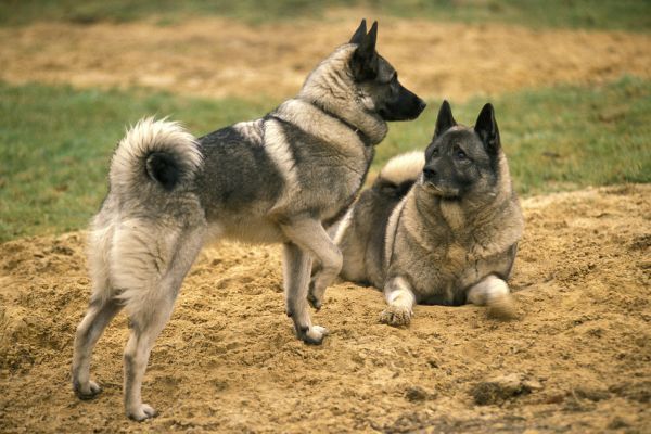 Two Norwegian Elkhound Dogs playing together on the Sand