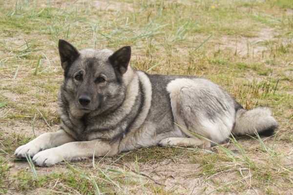 Norwegian Elkhound gray lying on the grass