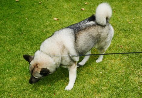 Norweigan Elkhound Dog on a lead in the Park
