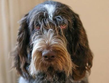 Portrait of a Spinone Italiano Dog with Curly Fur