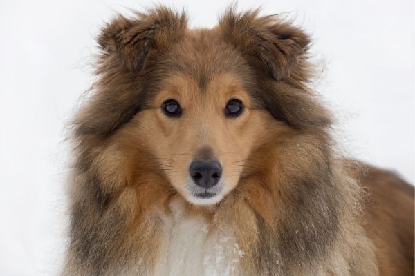 Portrait of cute scotch collie close up