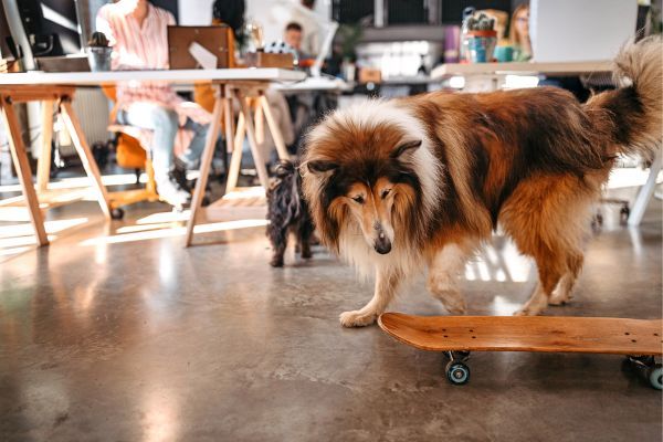 Scotch Collie playing with a skateboard in a modern office