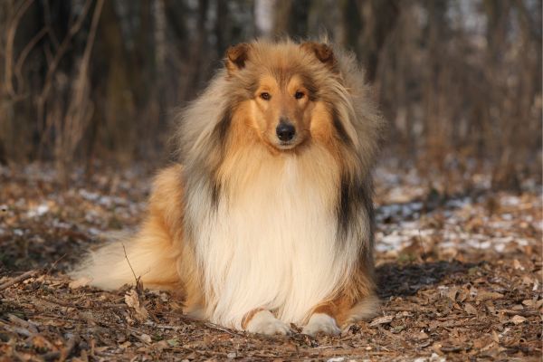 Scotch Collie