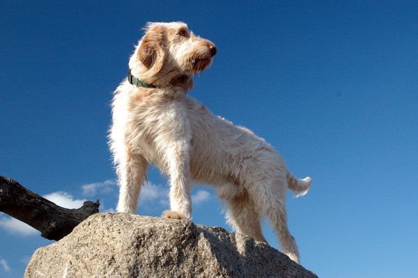 Italian Spinone standing on a rock looking around