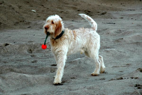 Spinone Dog standing on the sand with a toy in its mouth ready to play