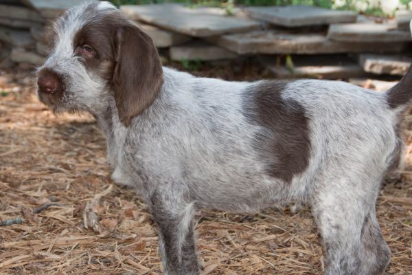 Spinone Italiano 9 week old cute puppy dog