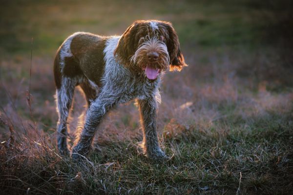 Spinone Italiano stands outdoors