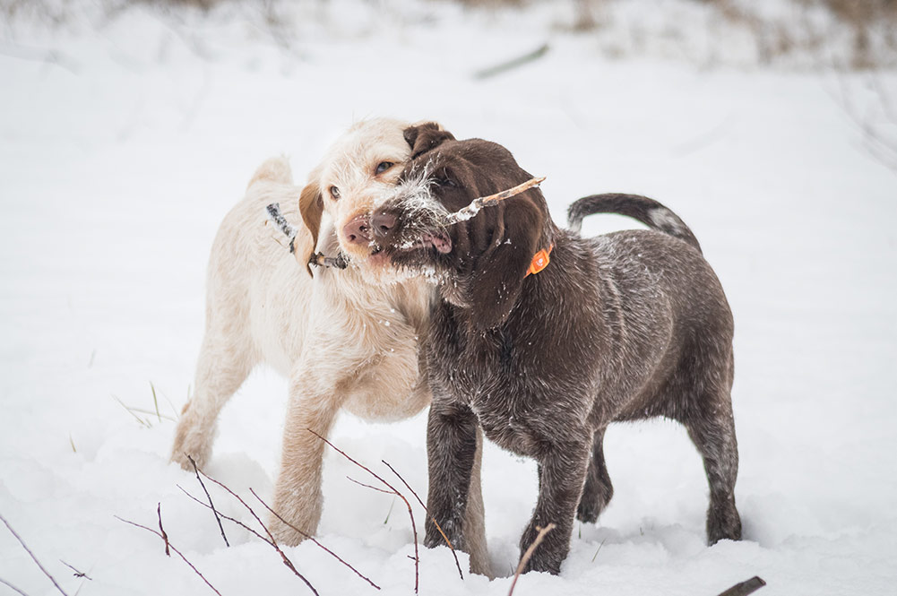 shutterstock_1031189377 Cute Italian Spinone plays at snow