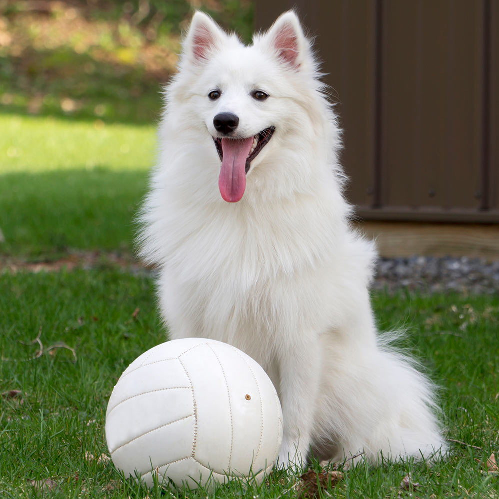 closeup white american eskimo dog sit with the ball