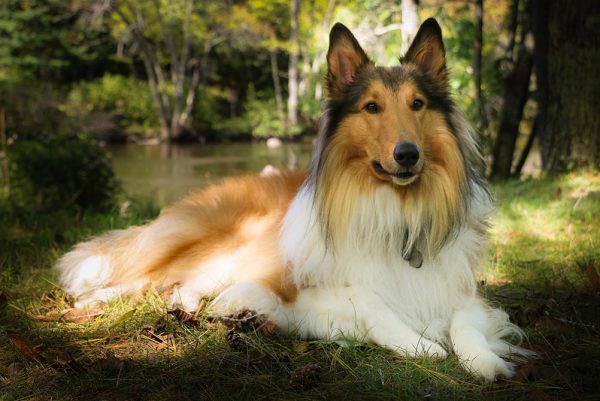 Purebred Scotch Collie Laying Down in Grass