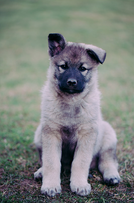 Portrait of a Norwegian elkhound puppy
