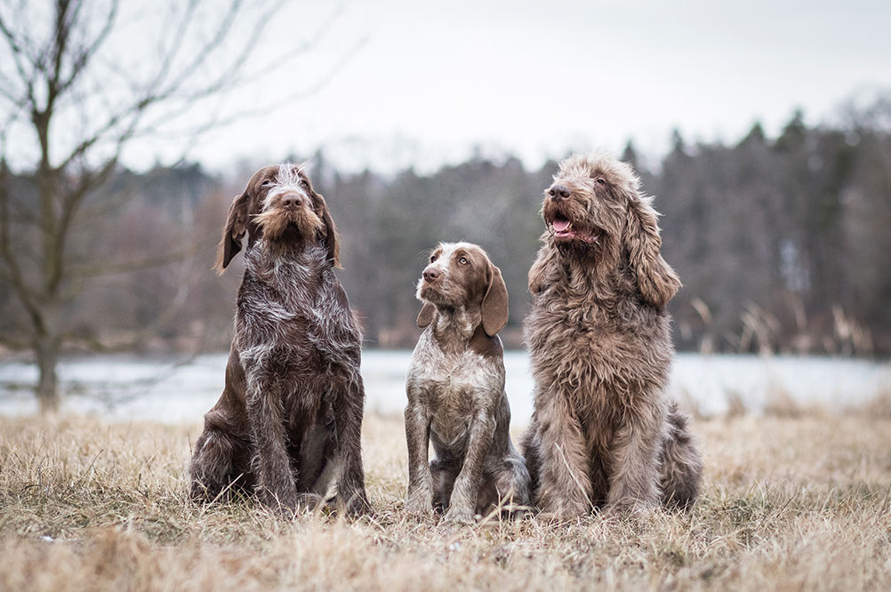 amazing portrait of healthy and happy italian spinone family in the winter
