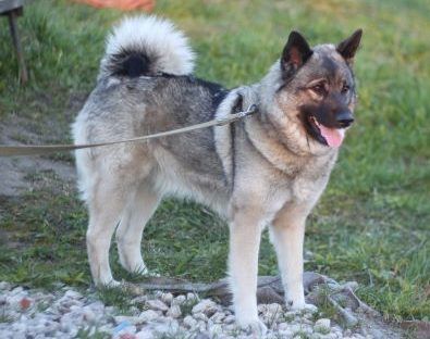 Norwegian grey Elkhound dog on a walk