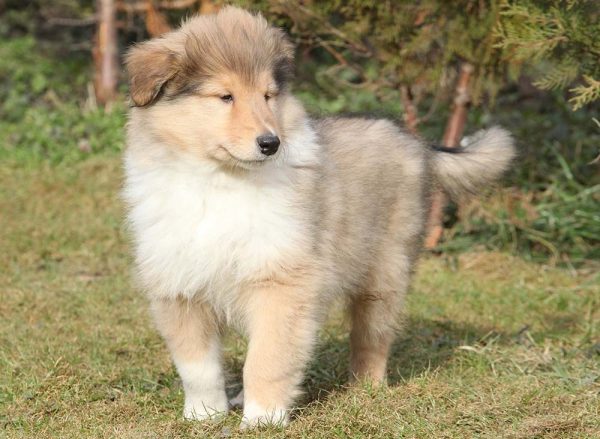 Gorgeous little puppy of Scotch collie in the garden