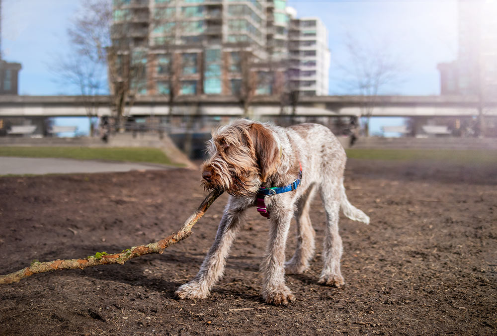 Spinone Italiano puppy dog playing with a tree branch in city dog park. Cute 6 months old fluffy male puppy with big paws