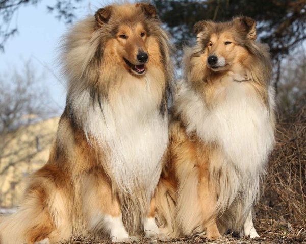 Two beautiful scotch collies sitting in the forest