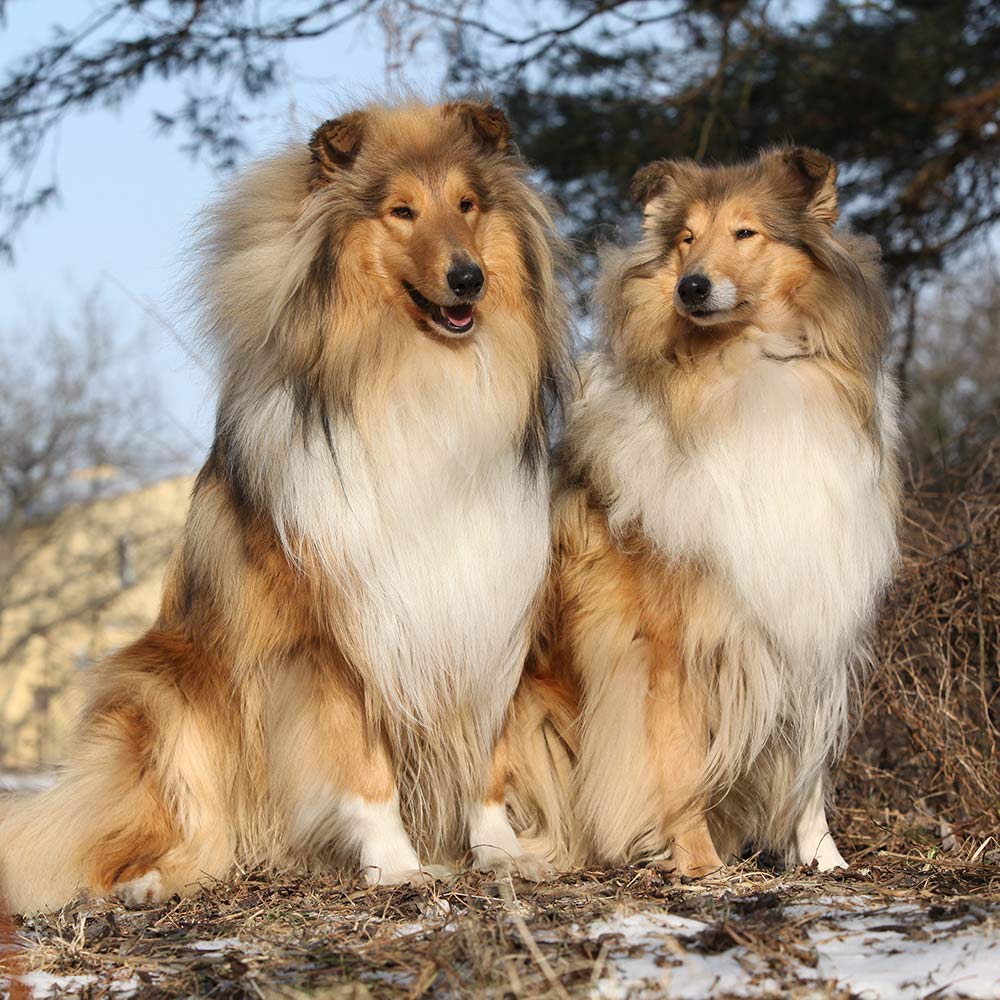 Two beautiful scotch collies sitting in the forest