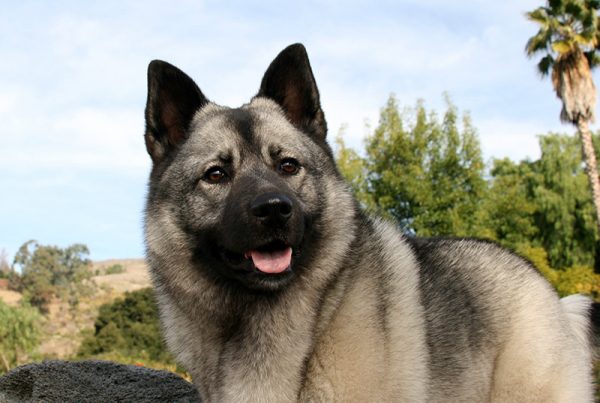 Norwegian Elkhound Dog standing Outside