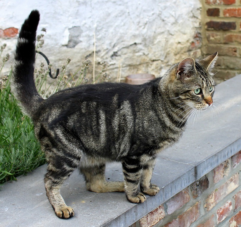 cat-alert-with-tail Source: https://excitedcats.com/wp-content/uploads/2020/07/cat-alert-with-tail.jpg