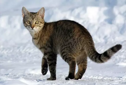 cat in snow Source: https://catevolution.co.nz/image/cache/catalog/featured-1200x750.jpg