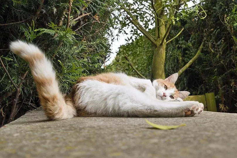 cat-showing-tail-lying-down Source: https://excitedcats.com/wp-content/uploads/2020/07/cat-showing-tail-lying-down.jpg