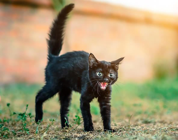 frightened black kitten Source: https://www.tuftandpaw.com/blogs/cat-guides/the-definitive-guide-to-cat-behavior-and-body-language