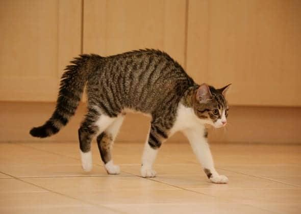 puffed-cat-tail Source: https://coleandmarmalade.com/wp-content/uploads/2019/05/puffed-cat-tail.jpg