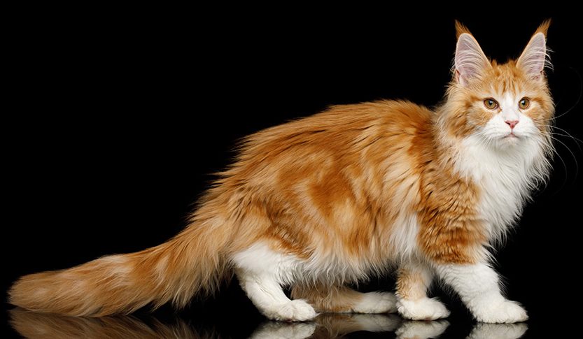 Ginger Maine Coon Cat Standing in Pose with tail down and on the ground
