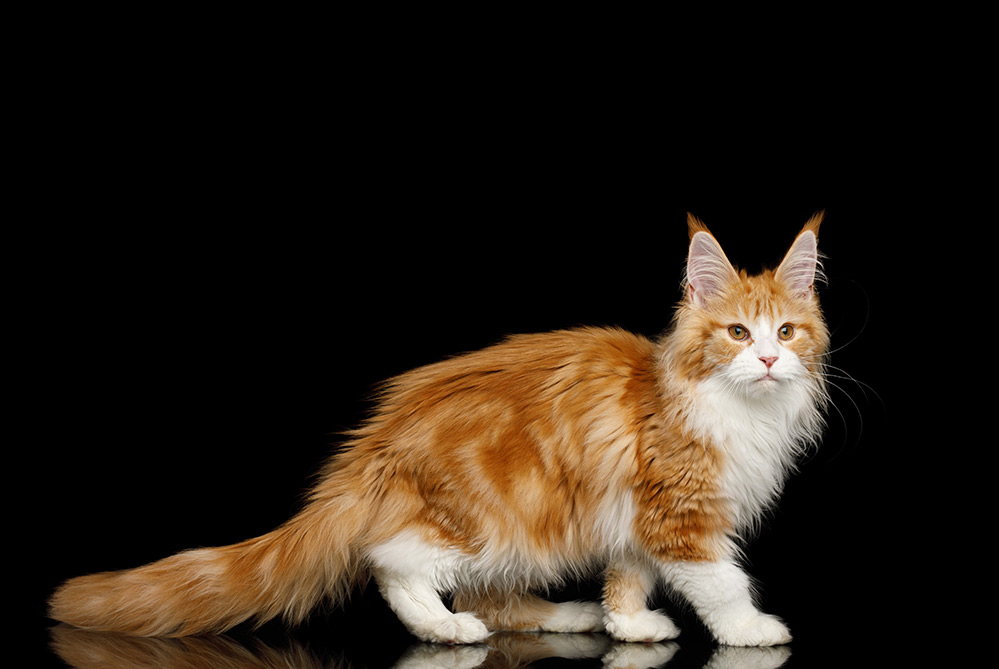 Ginger Maine Coon Cat Standing in Pose with down tail
