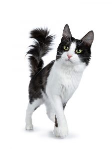 Cat tail signs (What your cat's tail tells you)