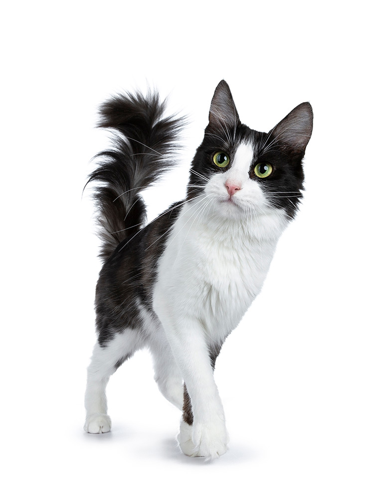 Cute black smoke with white Turkish Angora cat walking isolated on white background with tail in the air and looking to the side_