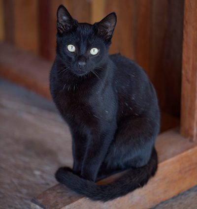 Black cat sitting like a statue with its tail wrapped around its paws