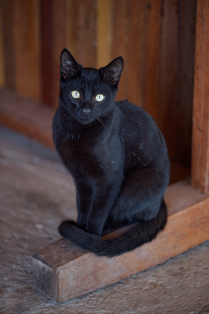 Black cat sitting like a statue with its tail wrapped around its paws
