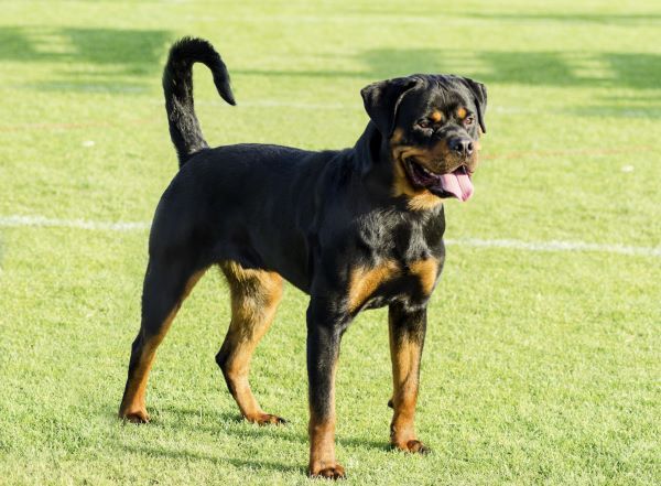 A healthy, robust and proudly looking Rottweiler standing on the lawn