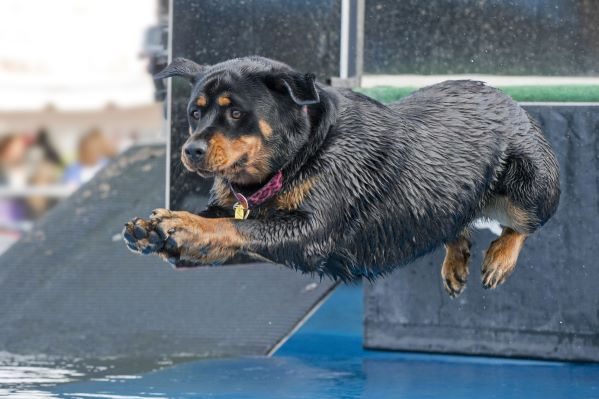 An athletic rottweiler jumps into a pool for sport competition