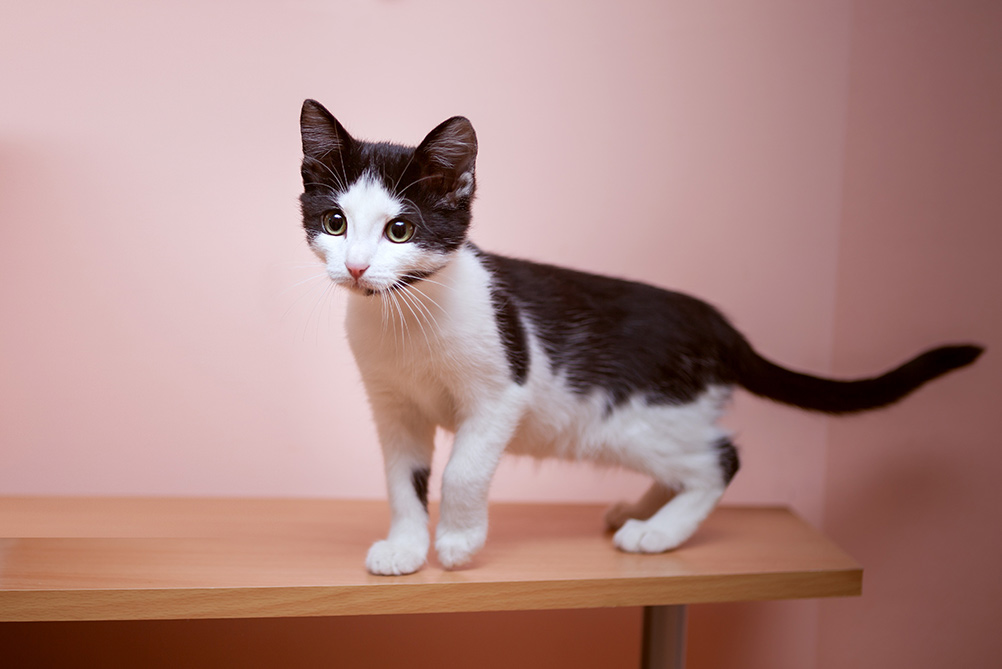 A small black and white kitten walks on a wooden table along a salmon-colored wall He looks curiously into the distance_