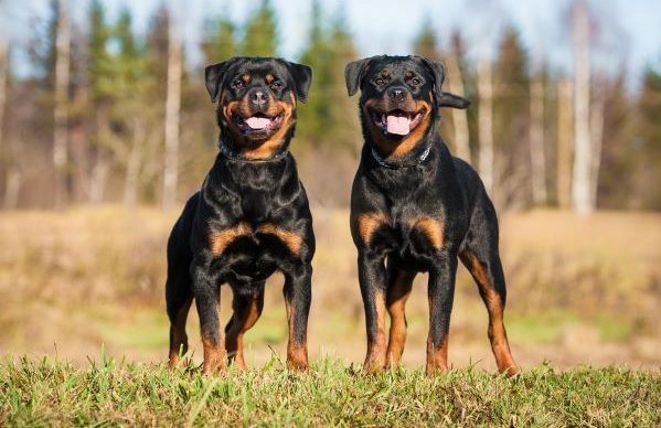 Two rottweilers standing on the hill