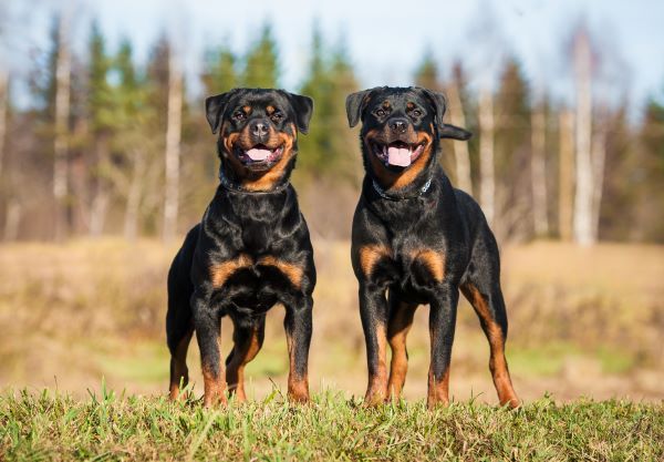 Two rottweilers standing on the hill