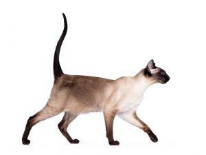 Cat tail signs (What your cat's tail tells you)