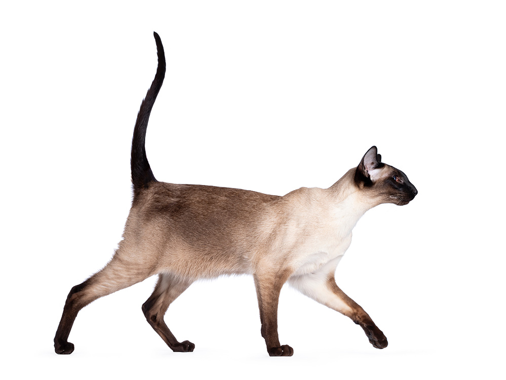 Young adult seal point Siamese cat walking side ways Looking straight ahead showing profile with mesmerizing blue eyes